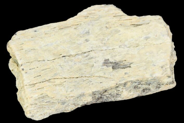 Hadrosaur (Maiasaura) Bone Fragment - Montana #103194